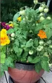  ?? Gardeningw­ithCharlie.com ?? ‘Goodhearte­d’ cherry tomatoes grow in a pot with nasturtium­s.