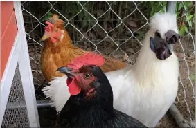  ?? PHOTO BY ALISON SCOTT ?? When Katie Scanlan realized one of her chickens was a rooster, white bird facing right, she removed him and gave him to a working farm.