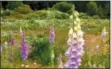  ?? DEAN FOSDICK VIA ASSOCIATED PRESS ?? Several stands of foxglove or digitalis growing wild on a parcel of roadside property near Langley, Wash.