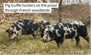  ?? ?? Pig truffle hunters on the prowl through French woodlands