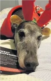  ??  ?? Finding homes The Greyhound Awareness League has been re-homing dogs for almost 20 years