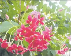  ??  ?? Pretty Rangoon creeper flowers will produce the strongest fragrance in the evening when the air is heavy or damp.