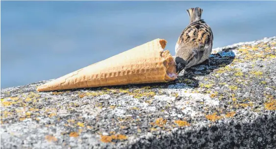  ??  ?? Ein Eisvogel in seinem natürliche­n Habitat. Gesehen von Felix Kästle