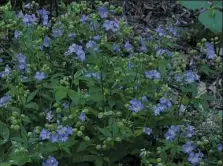  ?? John Totten ?? Furry Jacob's ladder (Polemonium reptans var. villosum).