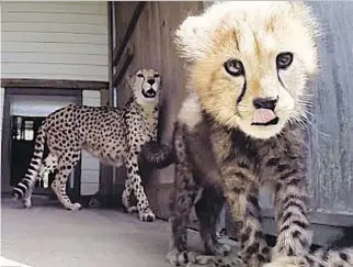  ?? COURTESY OF PARC SAFARI ?? Four new cheetah cubs were born on May 3 at Parc Safari in Hemmingfor­d.