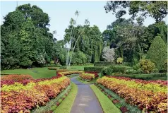  ?? ?? Colours of Coleus: Pic courtesy Royal Botanic Gardens, Peradeniya