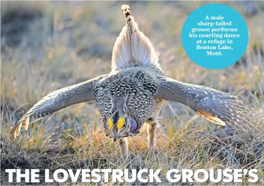  ??  ?? A male sharp-tailed grouse performs his courting dance at a refuge in Benton Lake, Mont.