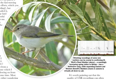  ??  ?? Obtaining recordings of some rare warblers can be crucial to confirming ID. Blyth’s Reed Warbler (above) – a seemingly increasing spring visitor to Britain – has a distinctiv­e song, while separating Eastern and Western Bonelli’s Warblers (inset) in autumn is virtually all down to call.