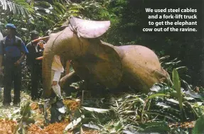  ??  ?? We used steel cables and a fork-lift truck to get the elephant cow out of the ravine.