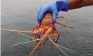  ?? Photograph: Trevor Collens/AFP/Getty Images ?? A live western rock lobster in Fremantle in Western Australia.