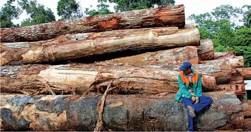  ??  ?? DESMATAMEN­TO Nessa época do ano começa uma longa estiagem na floresta Amazônica: a mata sofre com a ação do homem