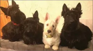  ??  ?? Bánín with her doggie housemates, Dougal, Jack and Ted.