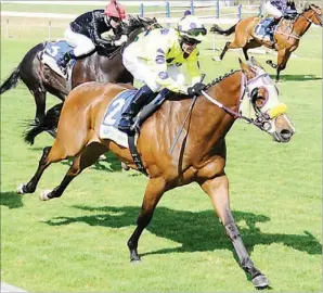  ??  ?? SPRINTER: Western Movie is at his best over 1000m and is expected to give a good account of himself under Sean Cormack in Race 2 at Kenilworth today.