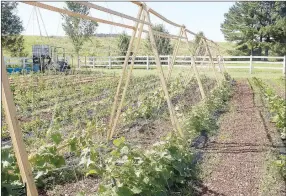  ?? LYNN KUTTER ENTERPRISE-LEADER ?? One of three large gardens at Pick & Peck Farms in Prairie Grove. This year, they are growing cucumbers using a trellis. Other vegetables in the gardens include squash, corn, okra, peas, beans, onions, beets, broccoli and cabbage.