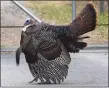  ?? PETE BANNAN - MEDIANEWS GROUP ?? A wild turkey puffs himself up. Heinz staff said he has been seen around the parking lot reacting to his reflection on the side of a chrome storage trailer.