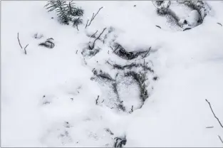  ?? PAUL SMITH PHOTO ?? Moose tracks in the fresh snow.