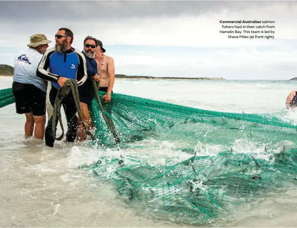  ??  ?? Commercial Australian salmon fishers haul in their catch from Hamelin Bay. This team is led by Shane Miles (at front right).