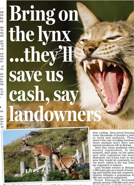  ??  ?? Fenced in: Landowners say lynx could help cut deer numbers