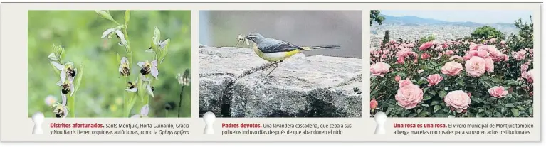  ??  ?? Distritos afortunado­s. Sants-Montjuïc, Horta-Guinardó, Gràcia y Nou Barris tienen orquídeas autóctonas, como la Ophrys apifera
Padres devotos. Una lavandera cascadeña, que ceba a sus polluelos incluso días después de que abandonen el nido
Una rosa es...