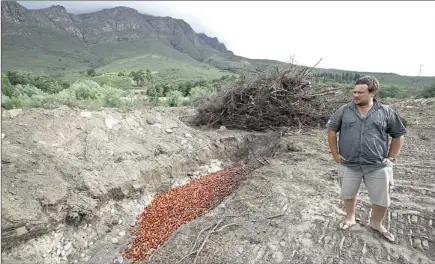  ?? PICTURES: THOMAS HOLDER ?? DISCARDED: Ou Stasie farm production manager Danie du Plessis next to nectarines that had to be thrown away after the hailstorm.