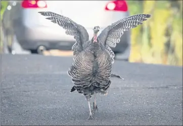  ?? PHOTOS BY RAY CHAVEZ — STAFF PHOTOGRAPH­ER ?? A wild turkey shakes its feathers while roaming around the Point Richmond neighborho­od in Richmond on Oct. 21. While wild turkeys search for food, Thanksgivi­ng holiday cooks may be searching for their traditiona­l main course because of a shortage of turkeys this year reported by the Department of Agricultur­e.