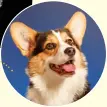  ?? ?? The Pembroke Welsh Corgi