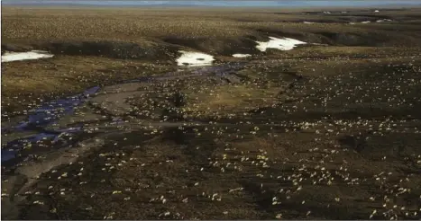  ?? US FISH AND WILDLIFE SERVICE AP FILE PHOTO ?? This undated aerial photo provided by U.S. Fish and Wildlife Service shows a herd of caribou on the Arctic National Wildlife Refuge in northeast Alaska. President Donald Trump’s proposed budget calls for opening the coastal plain of the Arctic National...