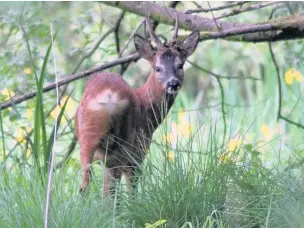  ??  ?? Deer eating on Smithills Moor in Bolton