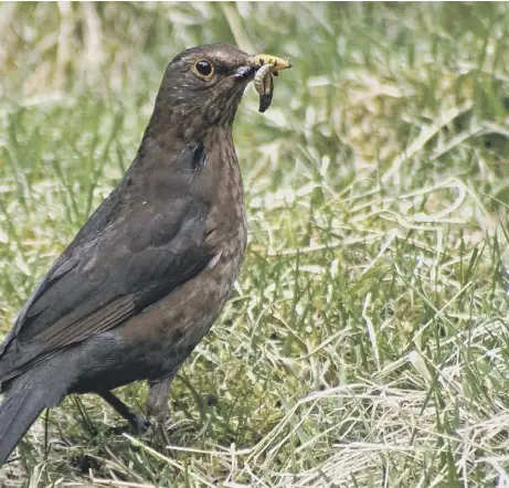  ??  ?? 0 The five most commonly seen farmland species in Scotland last year were the blackbird (above), pheasant, robin, blue tit and carrion crow