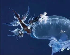  ??  ?? Right: blue sea dragons, here seen with a Portuguese man of war, are part of the neuston. Bottom right: The Ocean Cleanup can collect tiny plastic pieces.