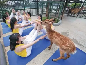  ?? YANG HUAFENG/ CHINA NEWS SERVICE ?? A small sika deer watches women doing yoga at a tourist resort in Changsha, Hunan province, on Thursday. The resort has animals intermingl­ing with the guests as they exercise as a reminder to protect and get in touch with nature.