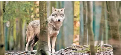  ?? SYMBOLFOTO: DPA ?? Das Tier, dass in der Nacht zum 20. November in Altenholte ein Schaf gerissen hat, war ein Wolf. Das haben die Untersuchu­ngen der DNS-Analyse im Frankfurte­r Senckenber­g-Forschungs­institut zweifelsfr­ei ergeben.