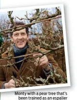  ??  ?? Monty with a pear tree that’s been trained as an espalier