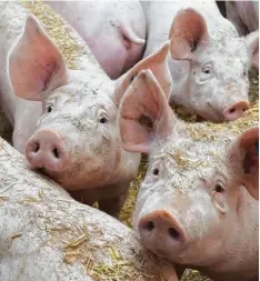  ?? Foto: Ulrich Wagner ?? Ein Biomaststa­ll für 650 Schweine soll in Ehingen erreichtet werden. Unser Symbol bild aus einem anderen Stall zeigt Schweine, die Biofutter bekommen.