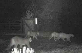  ?? Tami Sutton ?? A motion-activated wildlife camera captures a picture of four mountain lions as they stroll near a house in Georgetown in El Dorado County.