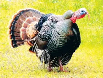  ?? PHOTO CONTRIBUTE­D BY LARRY CASE ?? Who knew one bird could cause so much craziness? But each spring, the gobbler hunting season causes otherwise sane people to sacrifice sleep, family and other priorities in pursuit of the wild turkey, writes outdoors columnist Larry Case.