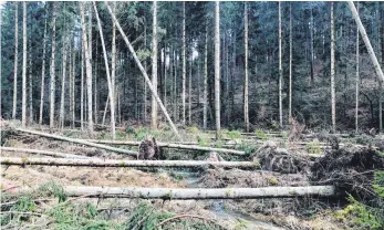  ?? FOTO: RIMKUS ?? Das tote Sturmholz ist ein beliebter Brutort für die Borkenkäfe­r.