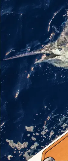  ??  ?? Since the late 1960s, Australia’s Great Barrier Reef has been the world’s premier destinatio­n for black marlin (right). Fish over the 1,000-pound mark are landed or released there each season.