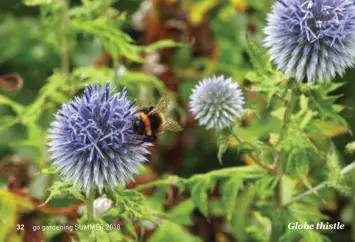  ??  ?? Globe thistle