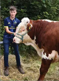  ?? All photos Michelle Cooper Galvin ?? David Kenny Boherbue with his Heraford Bull at the Kilgarvan Show on Sunday.