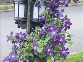  ?? COURTESY OF MARTHA RICHARDSON ?? Morning glories around the light pole at the end of the front walk to the house. Barry Kyper designed the lamp, which is solar powered.