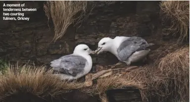  ??  ?? A moment of tenderness between two courting fulmers, Orkney