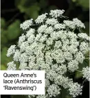  ?? ?? Queen Anne’s lace (Anthriscus ‘Ravenswing’)