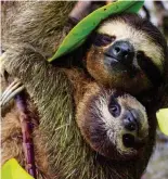  ?? Picture: BBC ?? Hanging out: A female sloth cradles her six-month-old baby