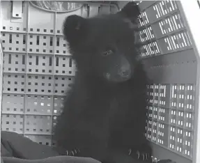  ?? TOFINO WHALE CENTRE HANDOUT PHOTO BY JENNIFER STEVEN ?? An orphaned black bear cub rescued near Tofino is shown in a handout photo. The cub died unexpected­ly at a wildlife refuge.