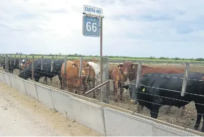  ??  ?? Corrales. Sobre un total de 40 establecim­ientos habilitado­s, 27 de ellos lograron completar el ciclo productivo