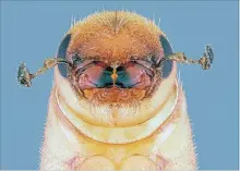  ?? ERICH VALLERY
THE ASSOCIATED PRESS ?? A USDA Forest Service photo shows a southern pine beetle completing metamorpho­sis into an adult that will attack a pine tree.