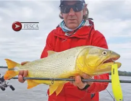  ??  ?? La bananita Voraz flúo en acción, que terminó completame­nte despintada debido a los ataques. Caña y reel livianos, ideales para pescar en baitcastin­g.