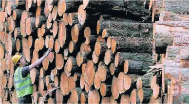  ??  ?? > Logs from the clear-felling of over 100 hectares of larch trees in Wentwood Forest in 2013. A 10-year deal by Natural Resources Wales to sell the timber to a sawmill was made without other companies being allowed to bid