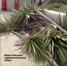  ??  ?? Mature trees were ripped up in the latest attack.